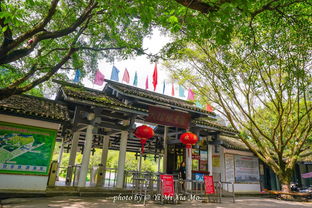 广西有条十里画廊,沿路奇峰美景,如诗如画,连美国总统都来过